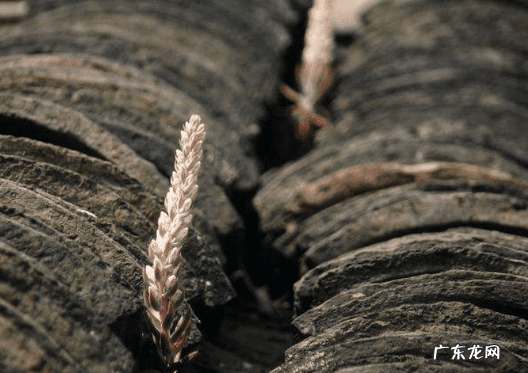 太岁市场价 太岁的价格是多少