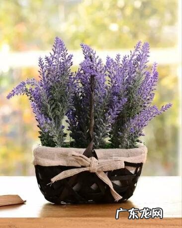 琴叶榕的风水寓意和禁忌 进门看到琴叶榕好吗