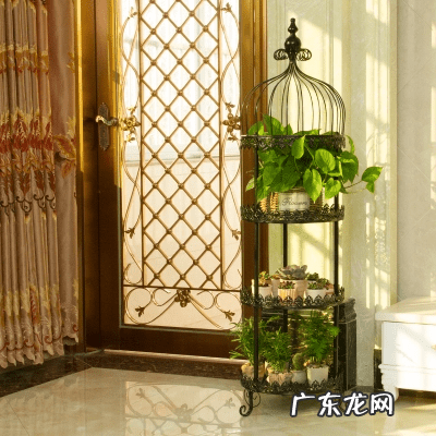 琴叶榕的风水寓意和禁忌 进门看到琴叶榕好吗