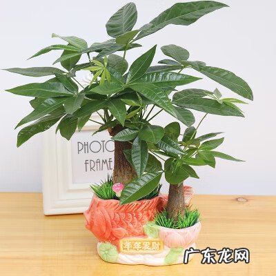 琴叶榕的风水寓意和禁忌 进门看到琴叶榕好吗