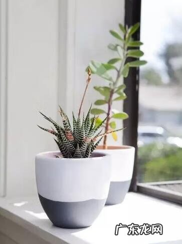 琴叶榕的风水寓意和禁忌 进门看到琴叶榕好吗