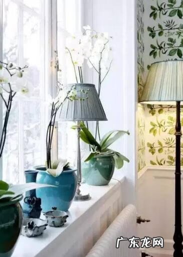 琴叶榕的风水寓意和禁忌 进门看到琴叶榕好吗