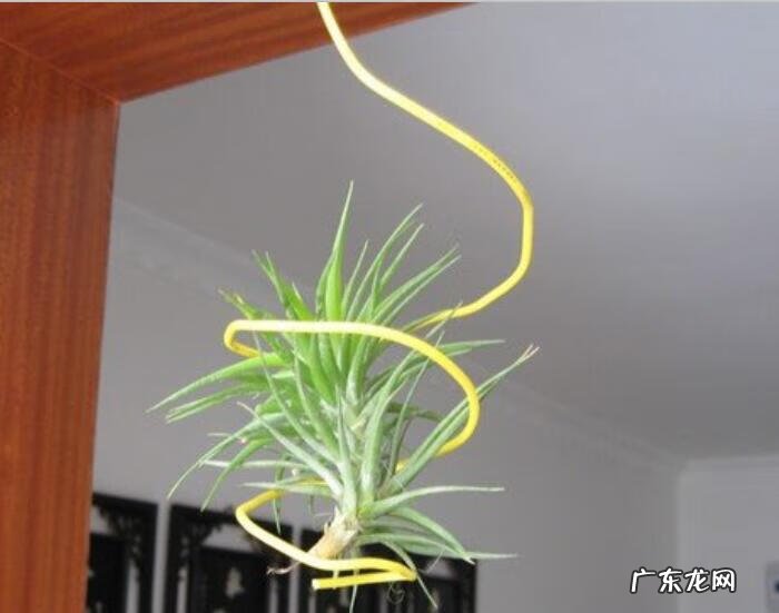 琴叶榕的风水寓意和禁忌 进门看到琴叶榕好吗