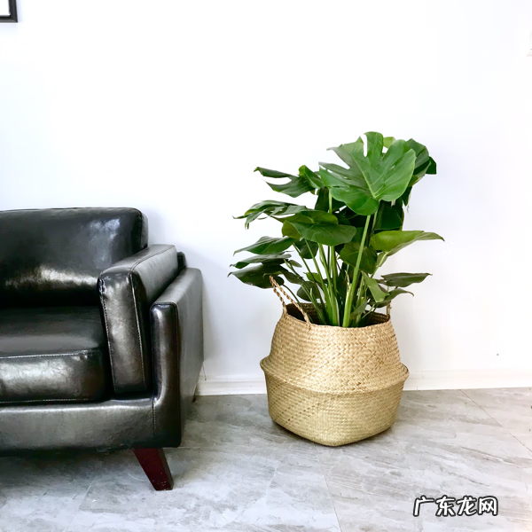 琴叶榕的风水寓意和禁忌 进门看到琴叶榕好吗