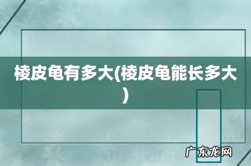 棱皮龟能长多大 棱皮龟有多大