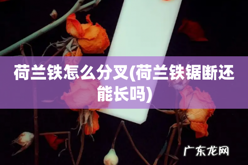 荷兰铁锯断还能长吗 荷兰铁怎么分叉