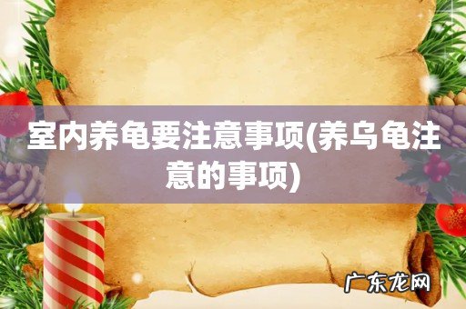 养乌龟注意的事项 室内养龟要注意事项