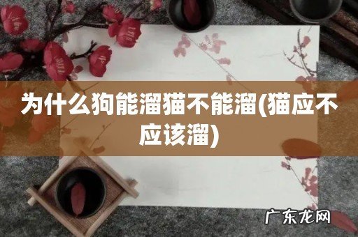 猫应不应该溜 为什么狗能溜猫不能溜