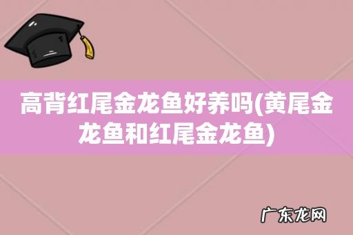 黄尾金龙鱼和红尾金龙鱼 高背红尾金龙鱼好养吗