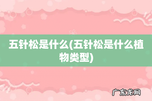 五针松是什么植物类型 五针松是什么