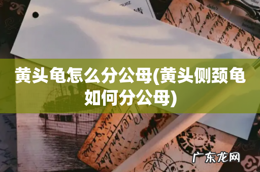 黄头侧颈龟如何分公母 黄头龟怎么分公母