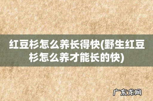 野生红豆杉怎么养才能长的快 红豆杉怎么养长得快