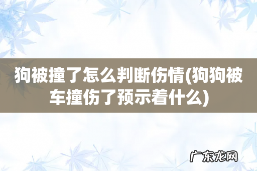 狗狗被车撞伤了预示着什么 狗被撞了怎么判断伤情