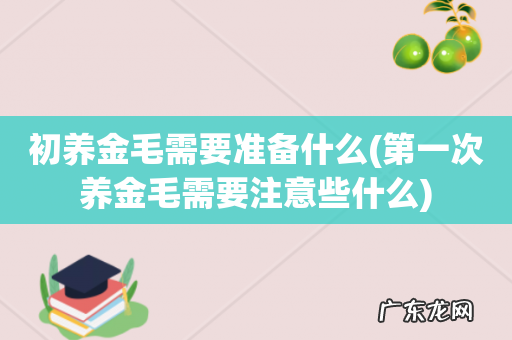 第一次养金毛需要注意些什么 初养金毛需要准备什么