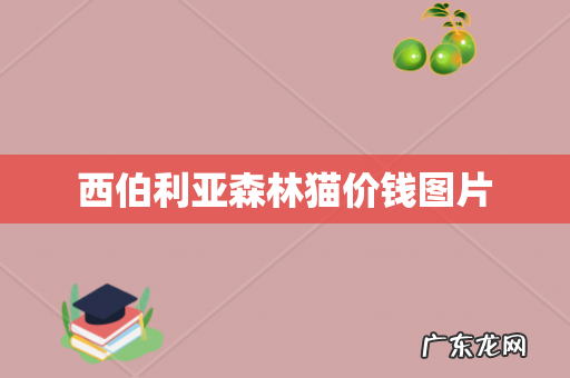 西伯利亚森林猫价钱图片