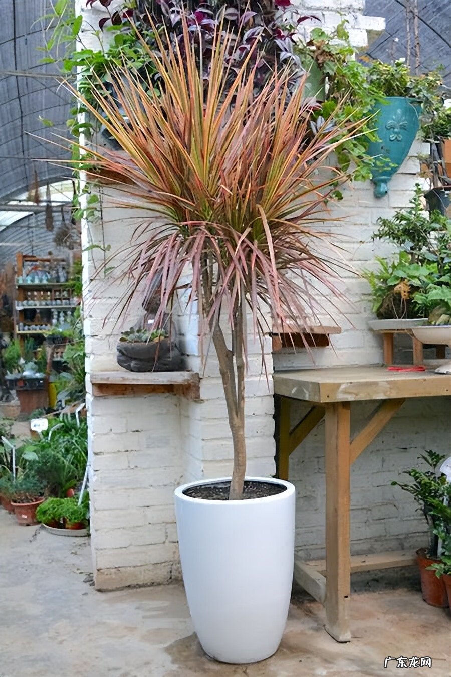 红色竹子的好寓意 红叶竹的寓意