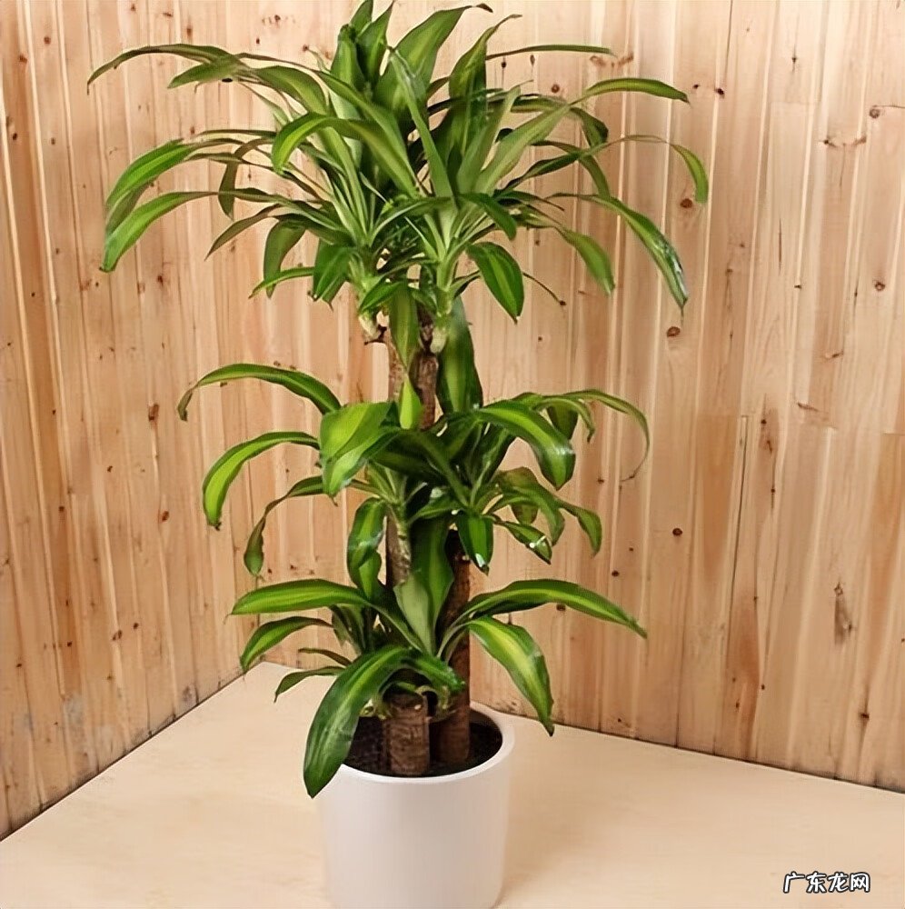 红色竹子的好寓意 红叶竹的寓意