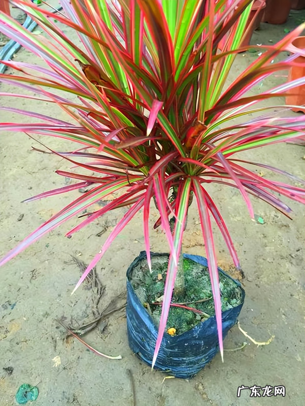 红色竹子的好寓意 红叶竹的寓意