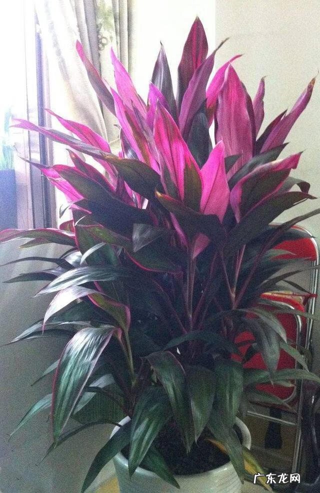 红色竹子的好寓意 红叶竹的寓意