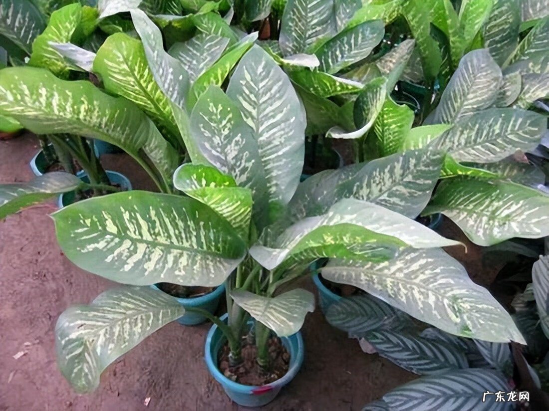 红色竹子的好寓意 红叶竹的寓意