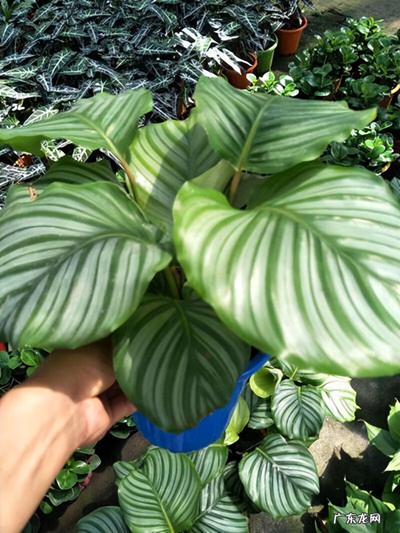 红色竹子的好寓意 红叶竹的寓意