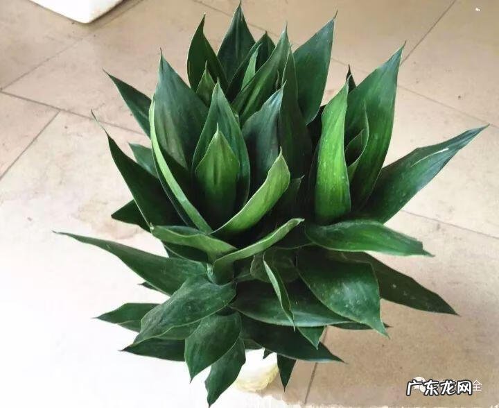 棕竹的风水作用禁忌 棕竹的风水作用有哪些?