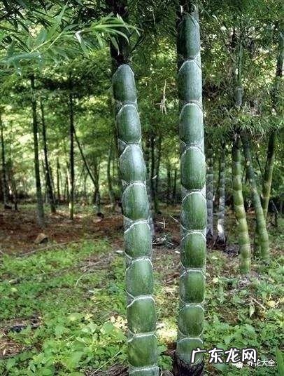 棕竹的风水作用禁忌 棕竹的风水作用有哪些?