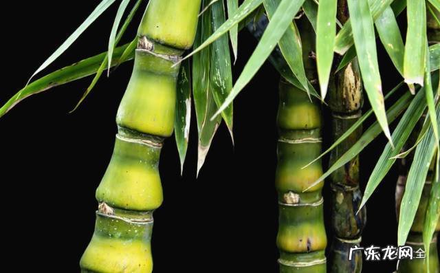 棕竹的风水作用禁忌 棕竹的风水作用有哪些?