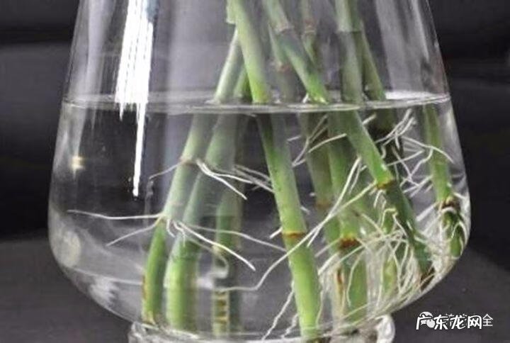棕竹的风水作用禁忌 棕竹的风水作用有哪些?