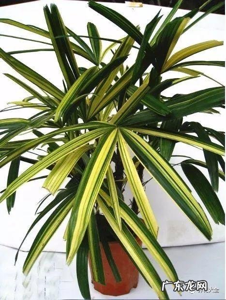 棕竹的风水作用禁忌 棕竹的风水作用有哪些?