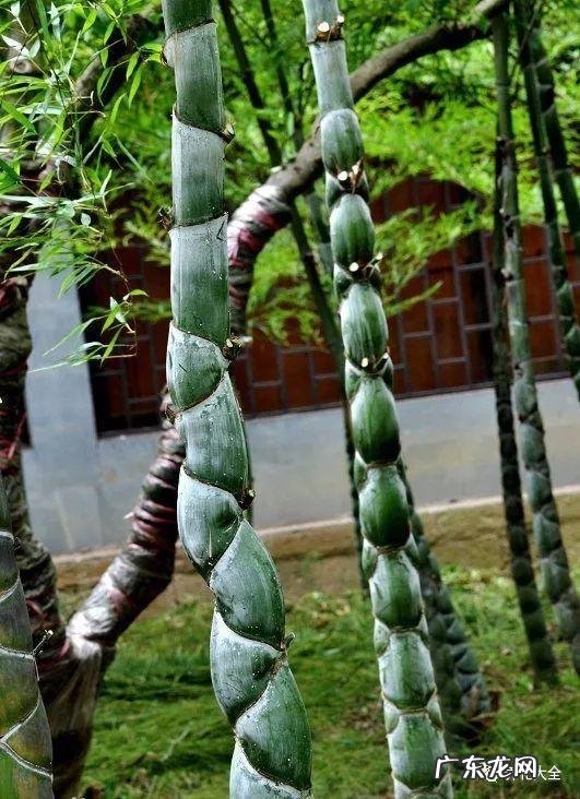 棕竹的风水作用禁忌 棕竹的风水作用有哪些?