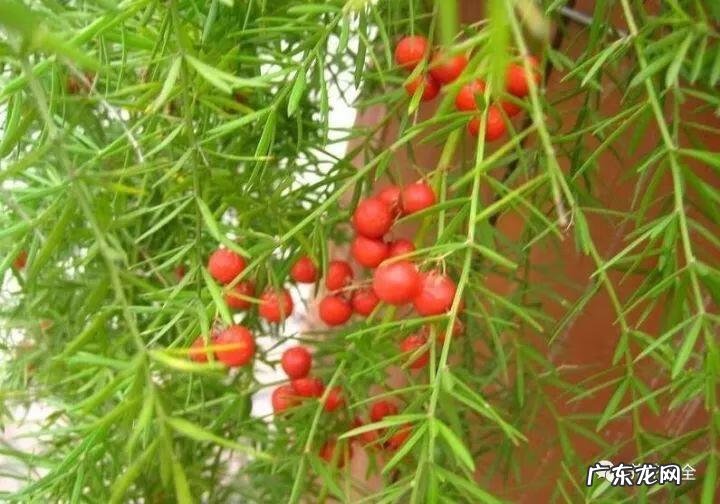 棕竹的风水作用禁忌 棕竹的风水作用有哪些?