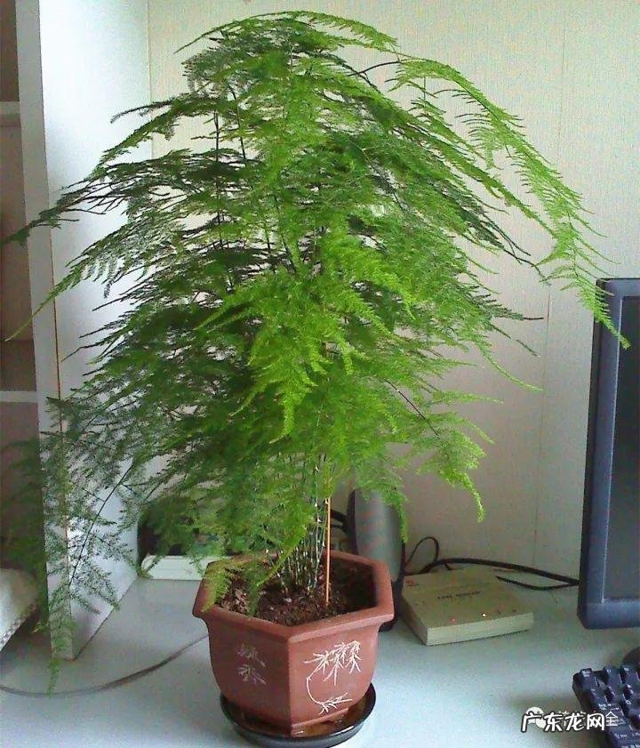 棕竹的风水作用禁忌 棕竹的风水作用有哪些?