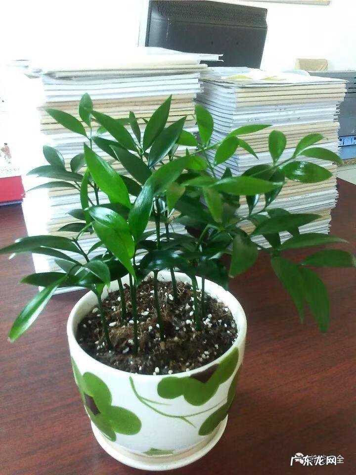 棕竹的风水作用禁忌 棕竹的风水作用有哪些?