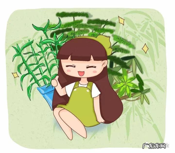 棕竹的风水作用禁忌 棕竹的风水作用有哪些?