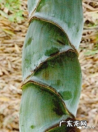 棕竹的风水作用禁忌 棕竹的风水作用有哪些?