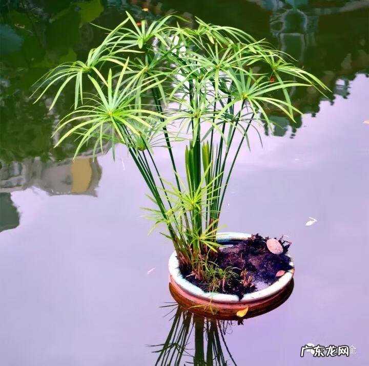 棕竹的风水作用禁忌 棕竹的风水作用有哪些?