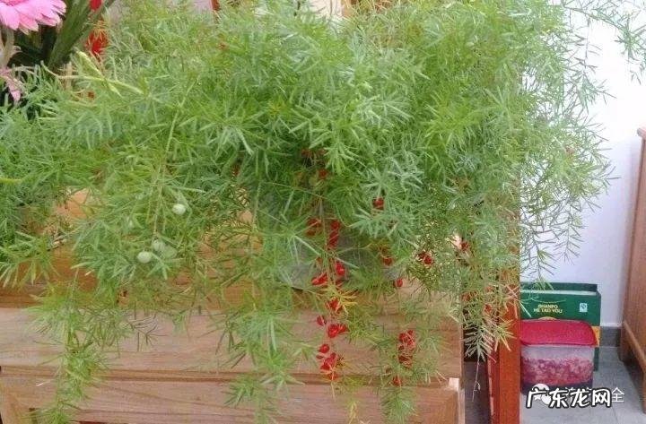 棕竹的风水作用禁忌 棕竹的风水作用有哪些?