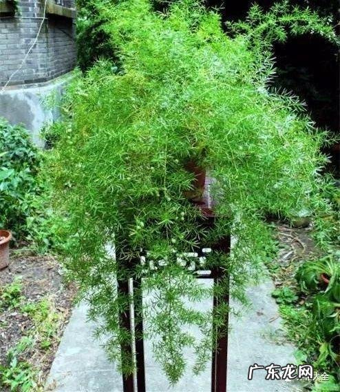 棕竹的风水作用禁忌 棕竹的风水作用有哪些?