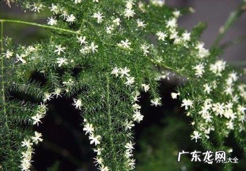 棕竹的风水作用禁忌 棕竹的风水作用有哪些?