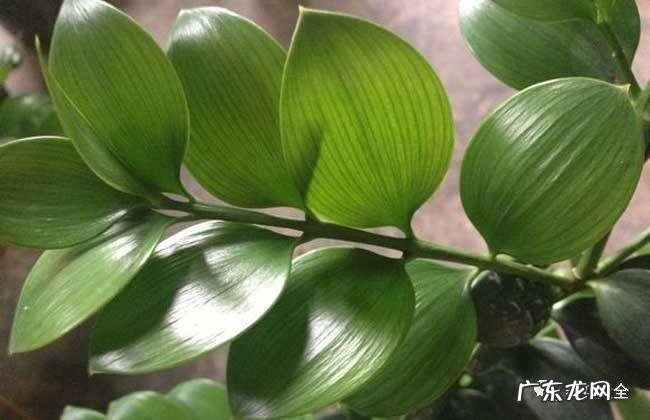 棕竹的风水作用禁忌 棕竹的风水作用有哪些?