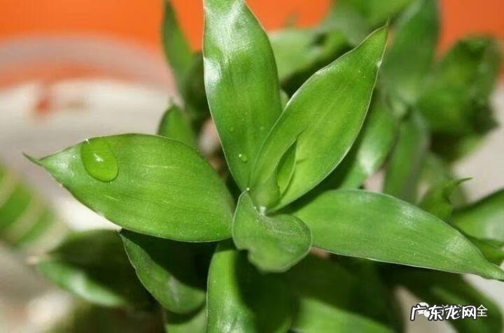 棕竹的风水作用禁忌 棕竹的风水作用有哪些?