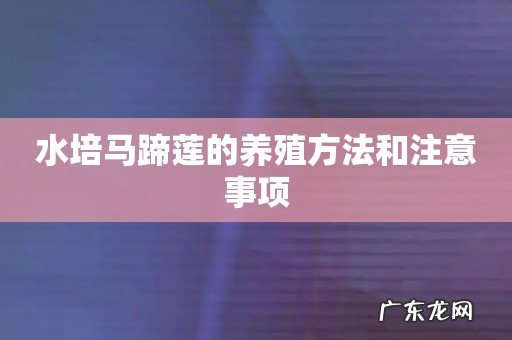 水培马蹄莲的养殖方法和注意事项