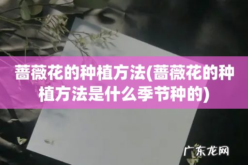 蔷薇花的种植方法是什么季节种的 蔷薇花的种植方法