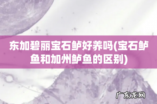 宝石鲈鱼和加州鲈鱼的区别 东加碧丽宝石鲈好养吗