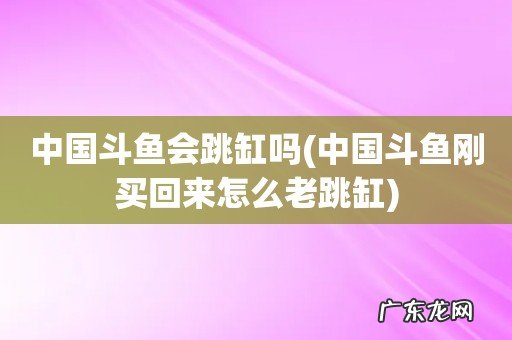 中国斗鱼刚买回来怎么老跳缸 中国斗鱼会跳缸吗