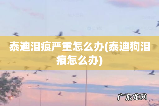 泰迪狗泪痕怎么办 泰迪泪痕严重怎么办