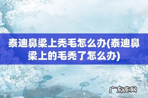 泰迪鼻梁上的毛秃了怎么办 泰迪鼻梁上秃毛怎么办