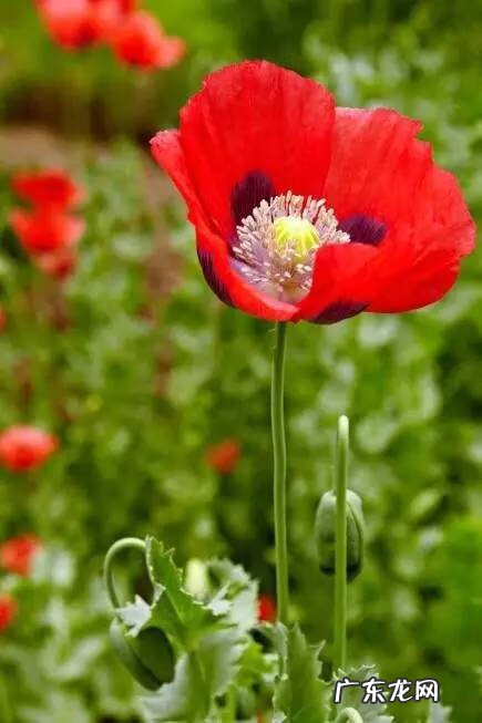 斑叶芒草种子 斑叶芒草图片