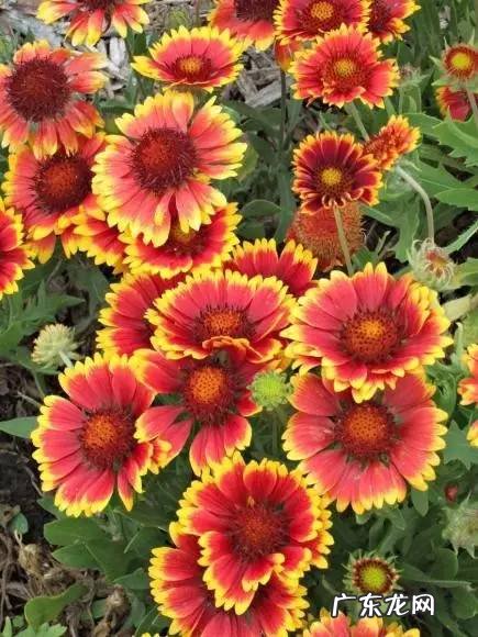 斑叶芒草种子 斑叶芒草图片